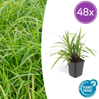 Carex morrowii 'Irish Green' – 48 Pflanzen – ↕10-25cm – Ø9cm – Immergrüner Bodendecker – Pflegeleicht & winterhart 