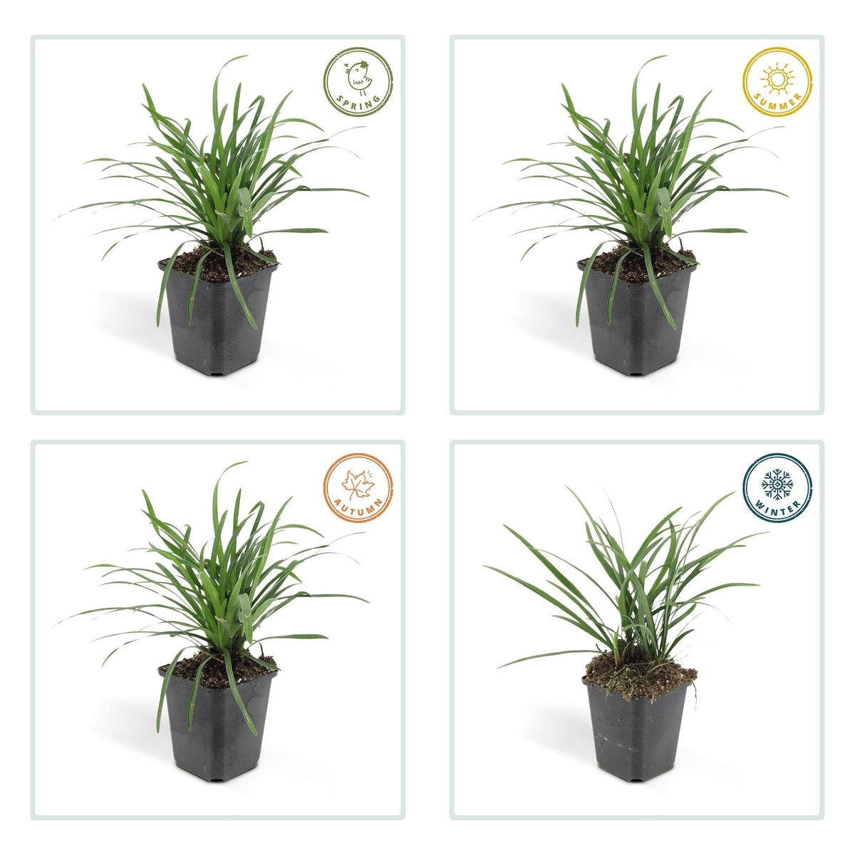 Lilientraube Liriope muscari 'Big Blue' – ↕10-25cm – Ø9cm – 6 Pflanzen – Immergrün, Lila Blüten, Bodendecker, Pflegeleicht, Halbschatten 