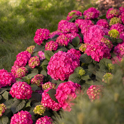 Green boutiQ - Gartenpflanze - Hydrangea Endles Summer Summer Love Red - Hortensie - Winterhart - Rot - 2 Pflanzen - Topf 14cm - Höhe 20-25cm 