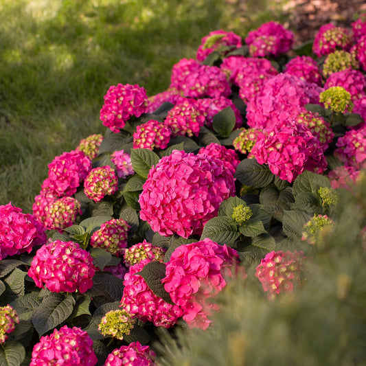 Green boutiQ - Gartenpflanze - Hydrangea Endles Summer Summer Love Red - Hortensie - Winterhart - Rot - 2 Pflanzen - Topf 14cm - Höhe 20-25cm 