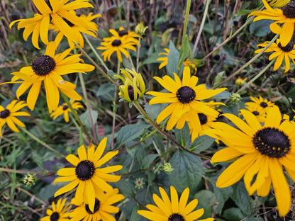 Leuchtender Sonnenhut Rudbeckia fulgida 'Goldsturm' – ↕10-25cm – Ø9cm – 6 Pflanzen – Gelbe Blüten – Bienenfreundlich – Pflegeleichte Staude – Sonniger Standort 