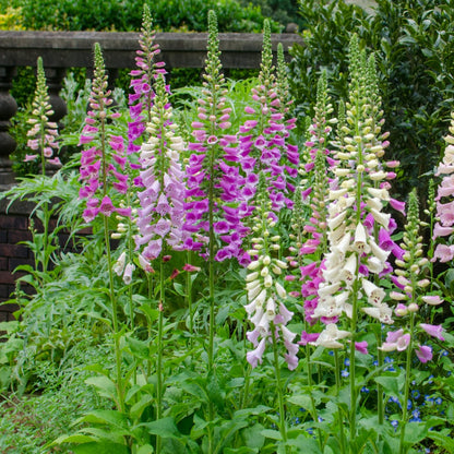 Roter Fingerhut Digitalis purpurea Hohe Blütenstaude für Garten & Cottage Ø9cm 6 Stück