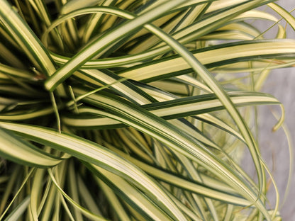 Gold Segge Carex oshimensis 'Evergold' – ↕10-25cm – Ø9cm – 6 Pflanzen – Bodendecker – Immergrün – Pflegeleicht – Schattentauglich 