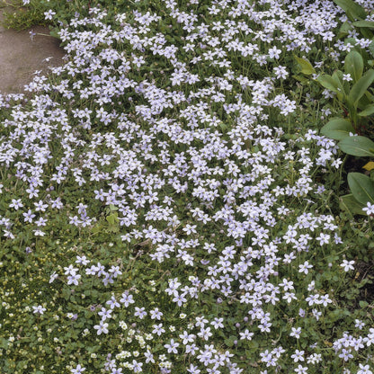 Blauer Bubikopf Isotoma fluviatilis – ↕10-25cm – Ø9cm – 6 Pflanzen – Niedriger Bodendecker mit blauen Sternblüten 