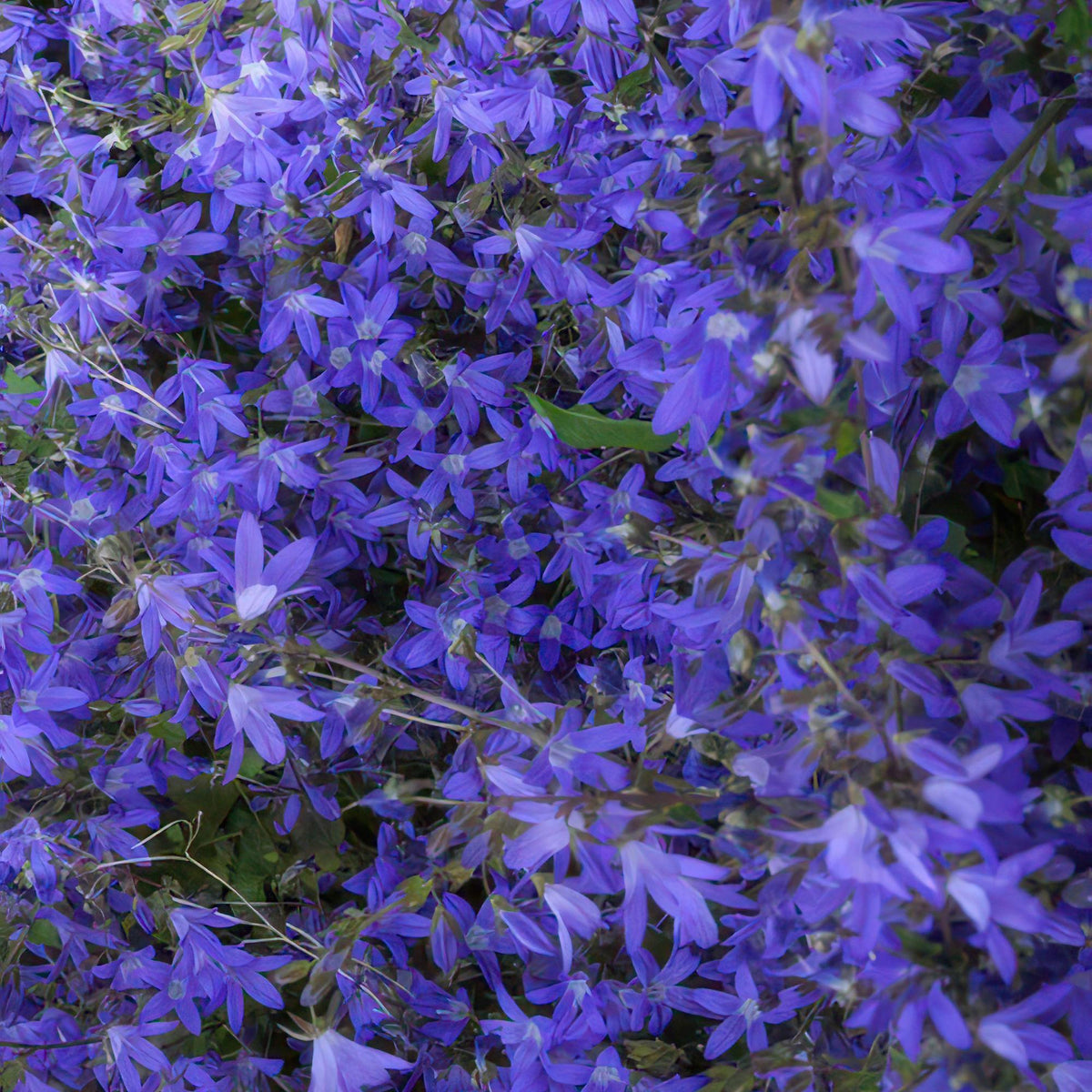 Campanula poscharskyana 'Stella' – Hängepolster-Glockenblume – Blaue Blüten – ↕10-25 cm – Ø9 cm – 6 Pflanzen – Überhängend & pflegeleicht – Für Beete, Mauern & Balkon 