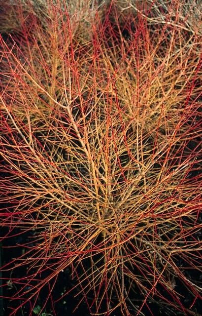 Roter Hartriegel Cornus sang. 'Anny's Winter Orange' – ↕10-25cm – Ø9cm – 6 Pflanzen – Winterharte Sträucher – Leuchtend orange Zweige – Für Beete & Solitärpflanzungen 