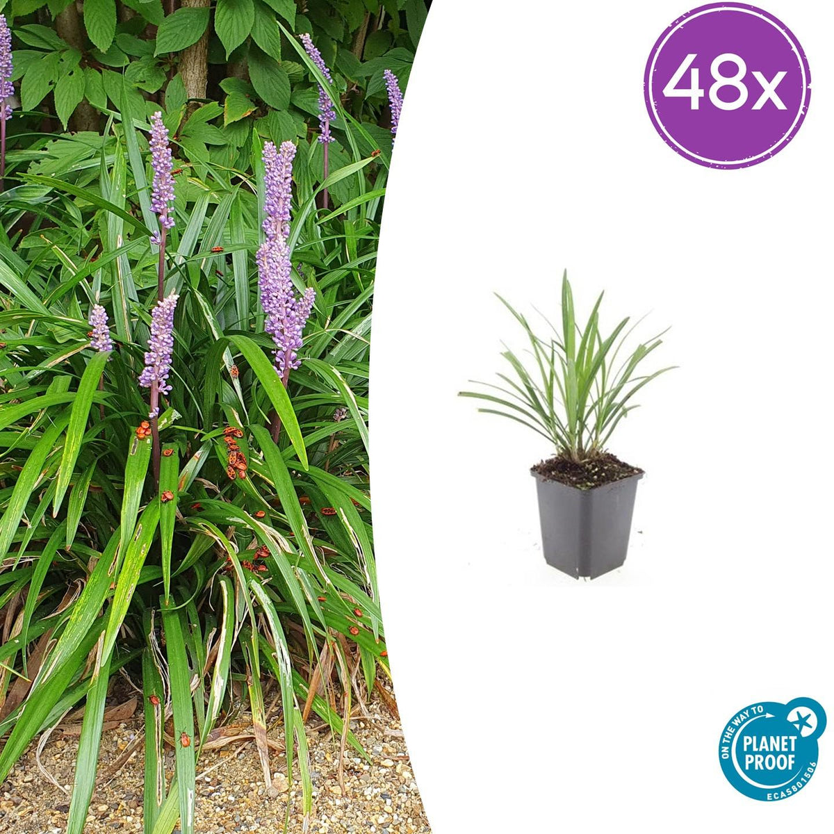 Liriope muscari 'Ingwersen' – 48 Pflanzen – Immergrüner Bodendecker – Ø9cm – ↕10–25cm – Violette Blütenrispen – Für Sonne & Schatten – Winterhart & pflegeleicht 