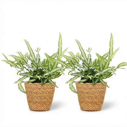 Green boutiQ - Zimmerpflanze - Pteris cretica Albolineata - Schwertfarn - Haustierfreundliche Pflanze - Grün - 2 Pflanzen - mit Korb - Topf 12cm - Höhe 20cm 