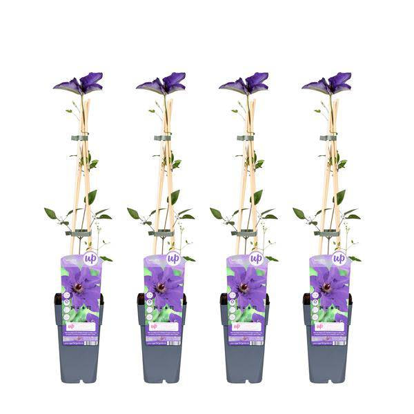Waldrebe – Clematis 'The President' – 4 Pflanzen – Ø15cm – ↨65cm – Kletterpflanze mit violetten Blüten – ideal für Garten & Pergola 