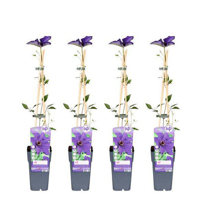 Waldrebe – Clematis 'The President' – 4 Pflanzen – Ø15cm – ↨65cm – Kletterpflanze mit violetten Blüten – ideal für Garten & Pergola 