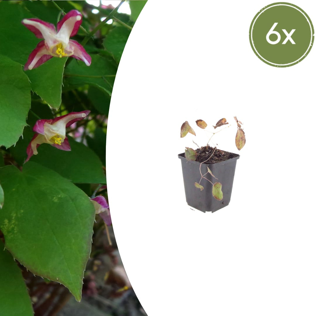 Elfenblume Epimedium rubrum Winterharte Schattenstaude mit rotrosa Blüten Ø9cm 6 Stück