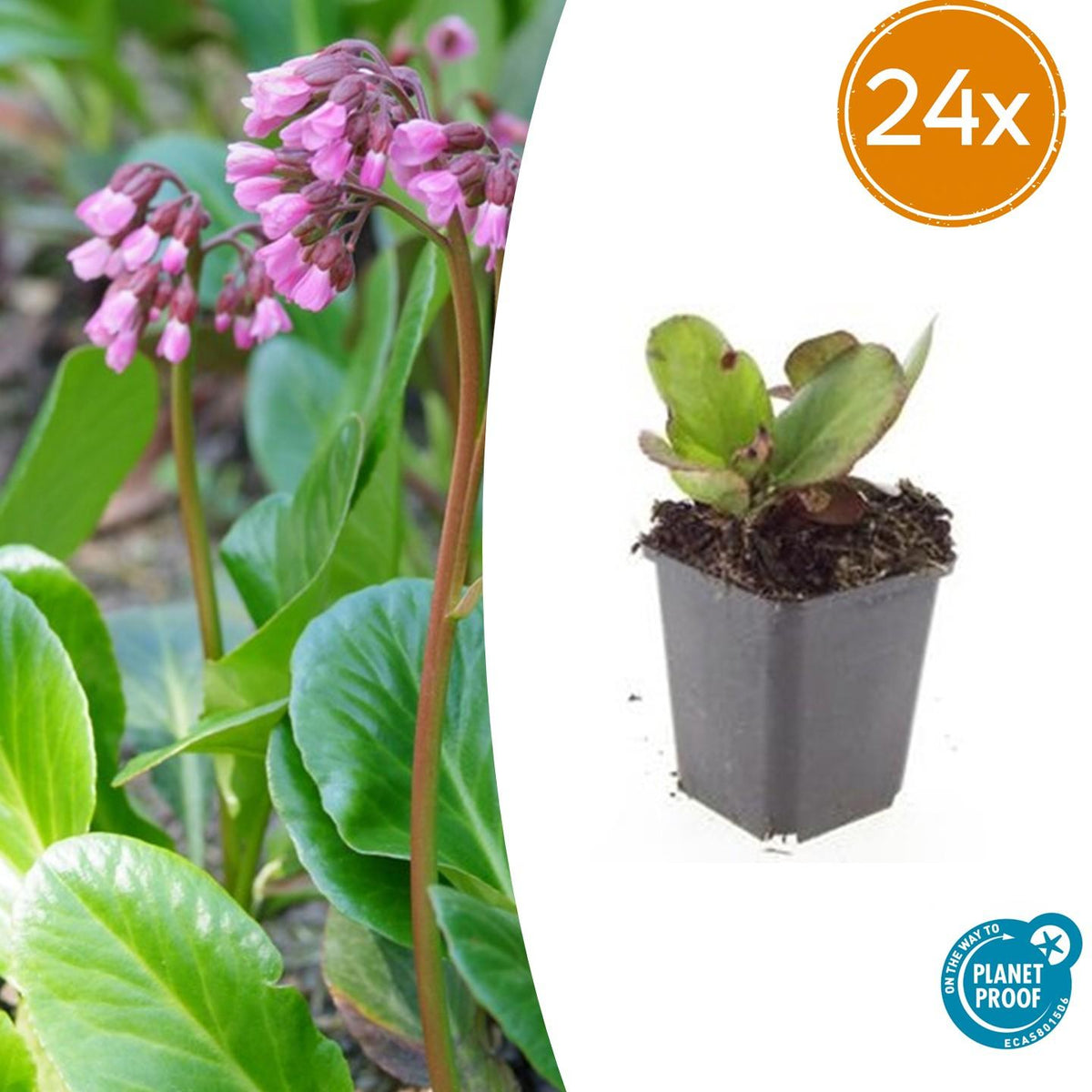 Bergenia cordifolia 'Herbstblüte' – 24 Pflanzen – ↕10-25cm – Ø9cm – Immergrüner Bodendecker – Rosa Herbstblüten – Pflegeleicht & Schattentolerant 