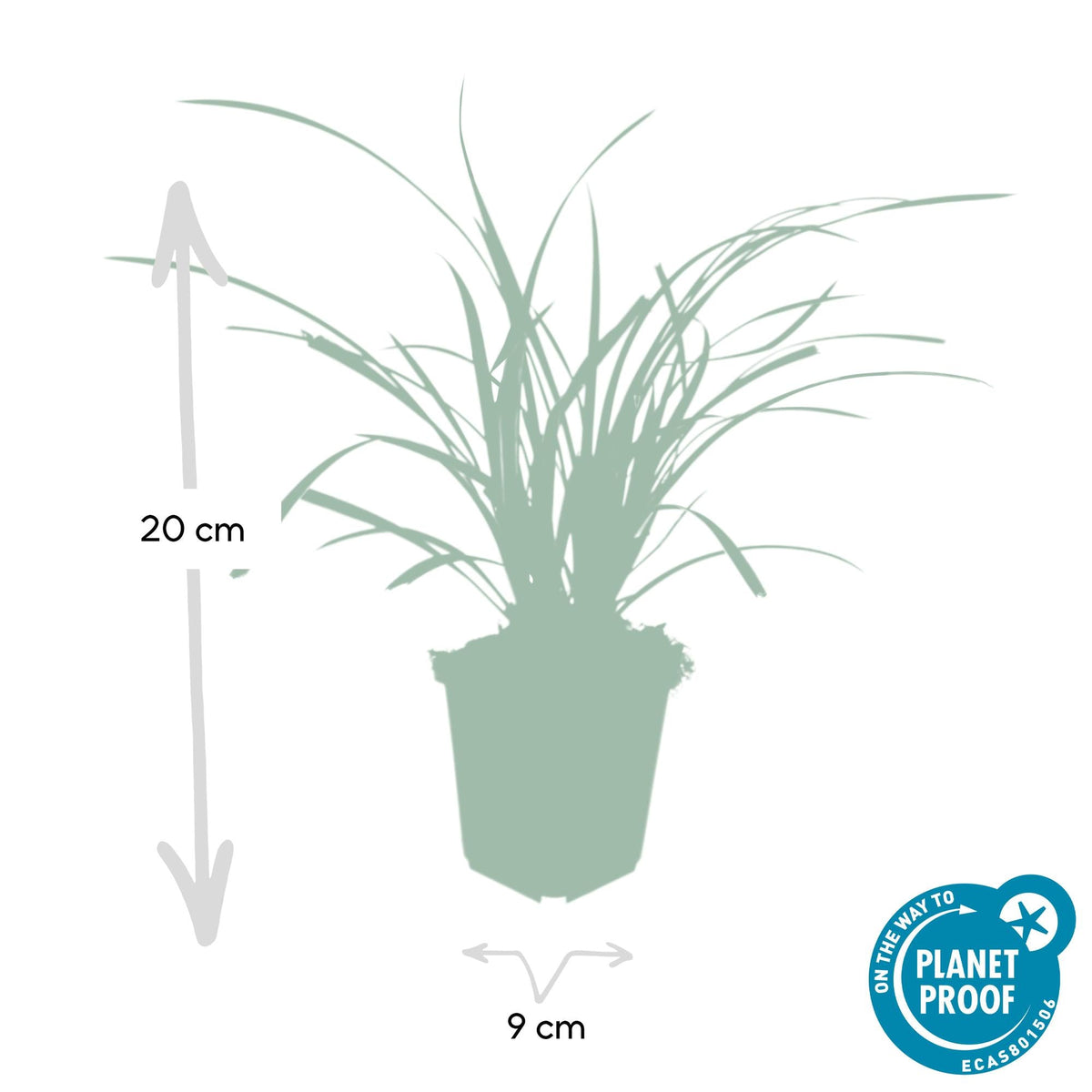 Weißrandige Segge Carex morrowii 'Ice Dance' – ↕10-25cm – Ø9cm – 6 Pflanzen – Immergrünes Ziergras – Bodendecker für Sonne & Schatten – Pflegeleicht 
