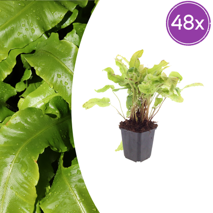 Hirschzungenfarn Asplenium scolopendrium – 48 Pflanzen – Immergrüner Farn für Schatten & Halbschatten – Strukturpflanze für Garten & Beet – 10-25cm – Ø9cm – Winterhart - Oasis of Life