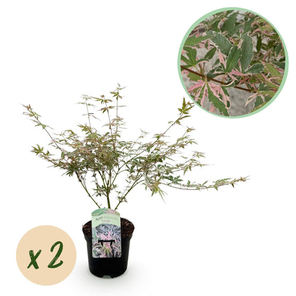Japanischer Ahorn – Acer palmatum Iyoshi – 2 Pflanzen im 19 cm Topf – 70 cm hoch – Balkon- & Terrassenpflanze – Rosa Herbstfärbung – Zierahorn für Garten & Kübel 