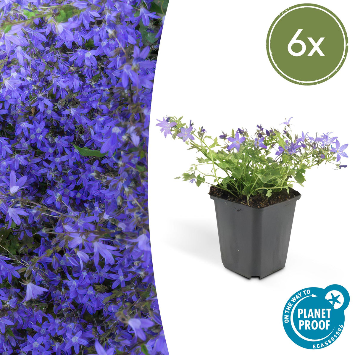 Campanula poscharskyana 'Stella' – Hängepolster-Glockenblume – Blaue Blüten – ↕10-25 cm – Ø9 cm – 6 Pflanzen – Überhängend & pflegeleicht – Für Beete, Mauern & Balkon 