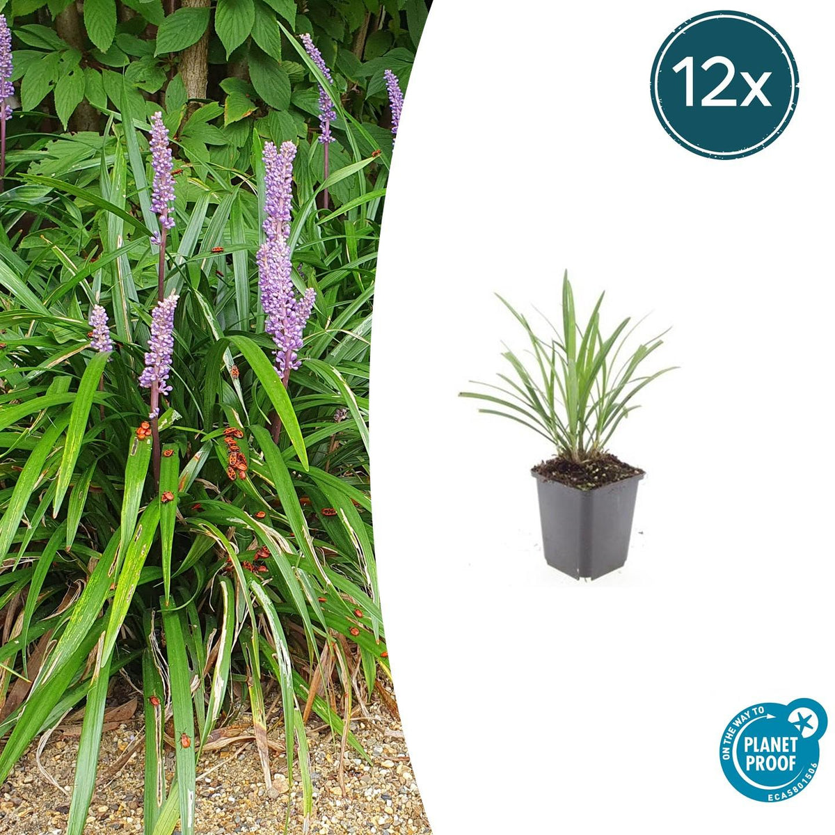 Lilientraube Liriope muscari 'Ingwersen' – ↕10-25cm – Ø9cm – 12 Pflanzen – Bodendecker, Immergrün, Winterhart, Pflegeleicht, Sonne & Schatten 
