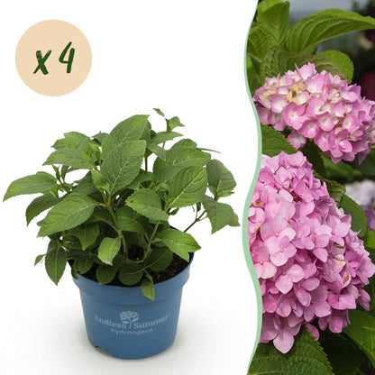 Hortensie Hydrangea Endless Summer The Original Pink 4er Set – winterhart rosa – 14cm – Höhe 20-25cm – lange Blüte bis Herbst – für Beet, Hecke, Kübel, Balkon & Terrasse 