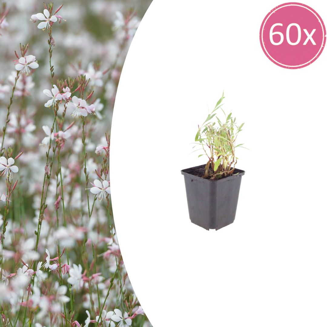 Gaura lindheimeri Prachtkerze – Ø9cm – Höhe 10-25cm – Weiße Rosa Blüten – Sommerblühende Staude