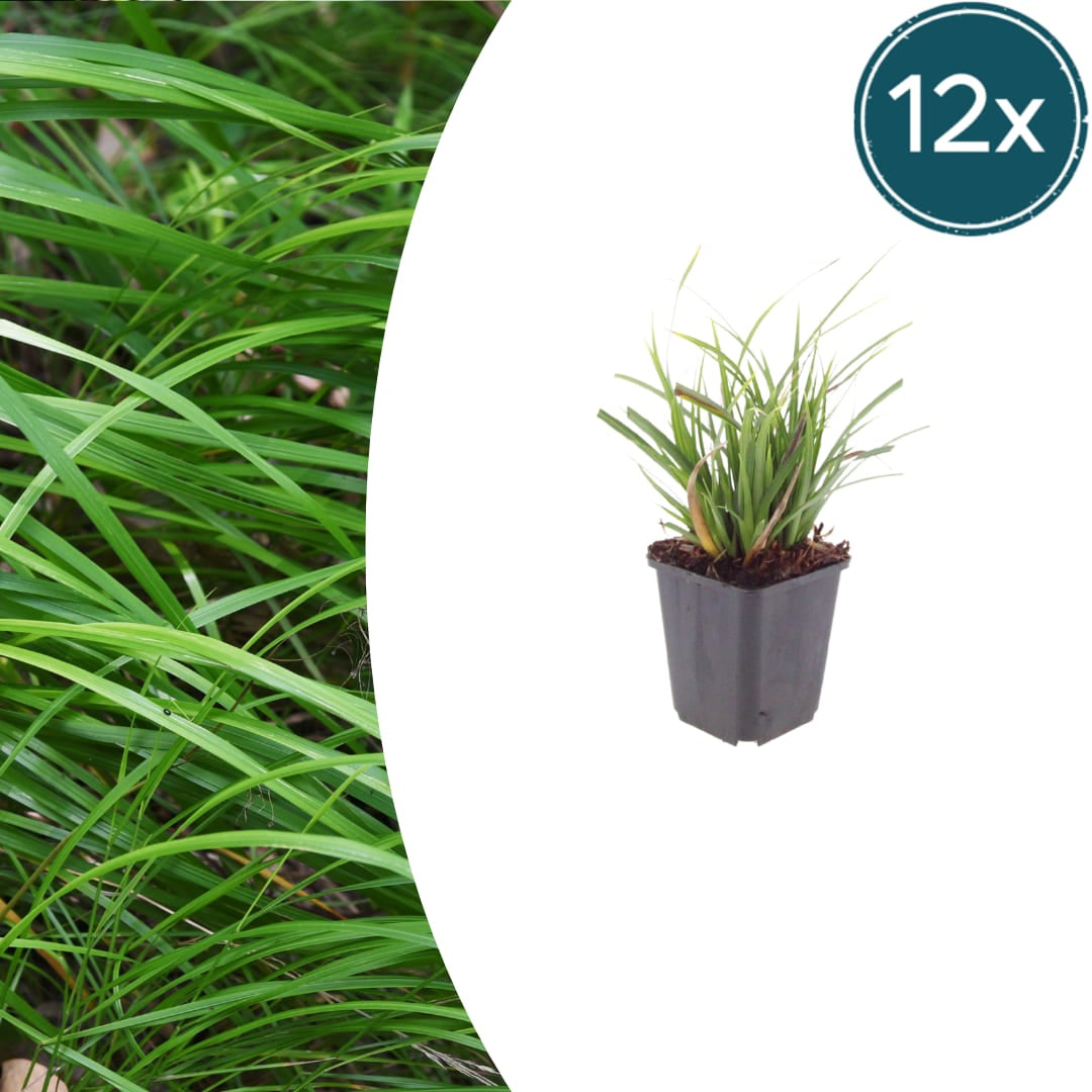Japan-Segge Carex morrowii – 12 Pflanzen – Immergrünes Ziergras für Schatten & Halbschatten – Bodendecker für Beet & Garten – 10-25cm – Ø9cm – Winterhart & pflegeleicht - Oasis of Life