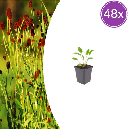 Sanguisorba officinalis Tanna – 48 Pflanzen – Ø9cm – Höhe 10-25cm – Winterharte Staude – Dunkelrosa Blütenähren – Bienenfreundlich für Beet & Präriegarten - Oasis of Life