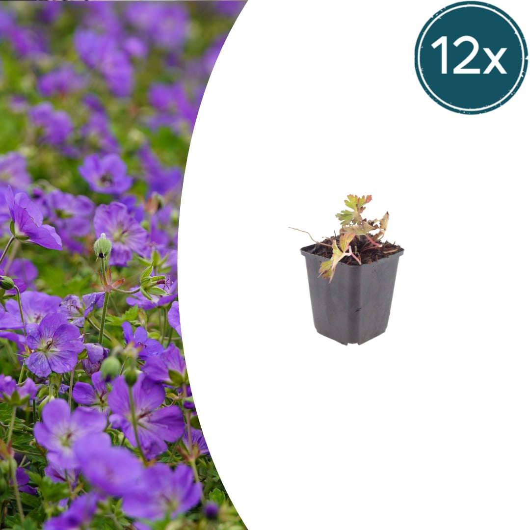 Geranium Azure Rush Winterharte Staude Ø9cm 12 Stück