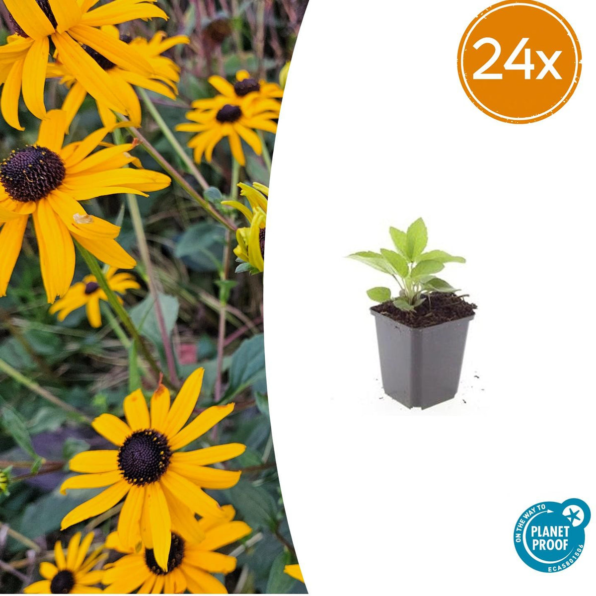 Rudbeckia fulgida 'Goldsturm' – 24 Pflanzen – ↕10-25 cm – Ø9 cm – Sonnenhut Staude – Winterhart & Pflegeleicht – Bienenfreundlich – Blühend von Juli bis Oktober 
