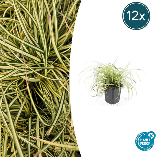 Gold Segge Carex oshimensis 'Evergold' – ↕10-25cm – Ø9cm – 12 Pflanzen – Bodendecker – Immergrün – Pflegeleicht – Schattentauglich 