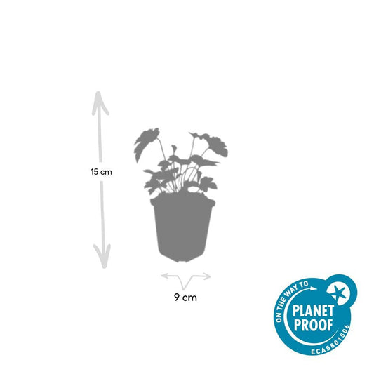Filzige Herbst-Anemone – Anemone tom. 'Robustissima' – ↕10-25cm – Ø9cm – 6 Pflanzen – Bienenfreundliche, purpurblaue Staude für Beete & Rabatten 