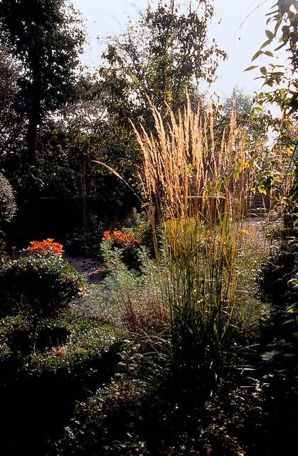 Sandrohr – Calamagrostis acutiflora 'Karl Foerster' – ↕10-25cm – Ø9cm – 6 Pflanzen – winterhartes Ziergras, aufrecht wachsend 