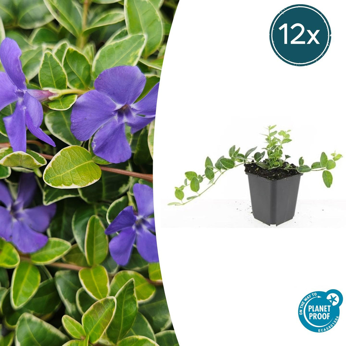 Kleinblättriges Immergrün Vinca minor 'Ralph Shugert' – ↕10-25cm – Ø9cm – 12 Pflanzen – Immergrüner Bodendecker mit glänzend grünen Blättern und lavendelfarbenen Blüten – Schattentauglich & pflegeleicht 