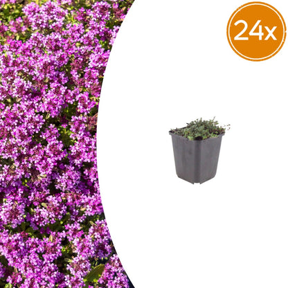 Thymian Thymus praecox Coccineus Bodendecker – 24 Pflanzen – Ø9cm – Höhe 10-25cm – Rosa Rot blühender Polsterthymian – Winterhart für Steingarten & Beet - Oasis of Life