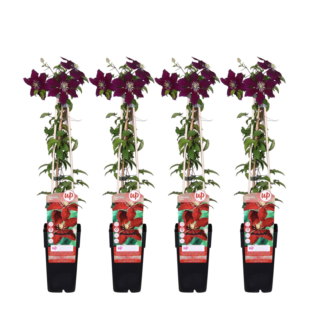 Waldrebe - Clematis Niobe – 4 Pflanzen - Winterharte Kletterpflanze mit leuchtend roten Blüten – Ø15 cm Topf – Ca. 65 cm hoch – Blüte Mai bis September – Perfekt für Garten, Pergola & Zaun 