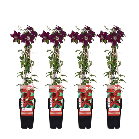 Waldrebe - Clematis Niobe – 4 Pflanzen - Winterharte Kletterpflanze mit leuchtend roten Blüten – Ø15 cm Topf – Ca. 65 cm hoch – Blüte Mai bis September – Perfekt für Garten, Pergola & Zaun 
