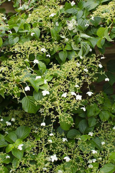 Kletter-Hortensie - Hortensie petiolaris - ↨65cm - Ø15cm - 3 Stück 