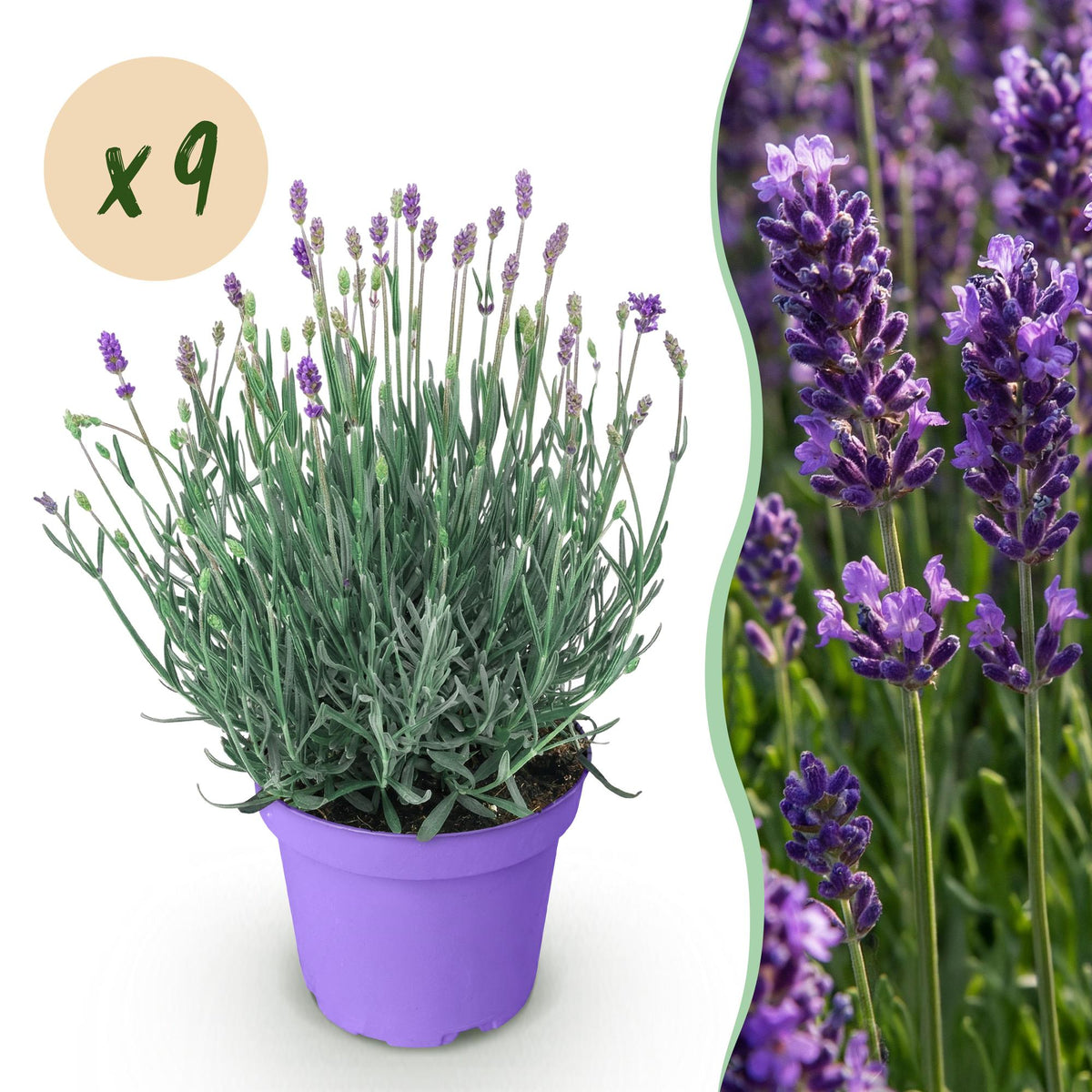 Green boutiQ - Gartenpflanze - Lavandula angustifolia Munstead - Lavendel - Winterhart - Lila - 9 Pflanzen - Topf 12cm - Höhe 15-25cm 