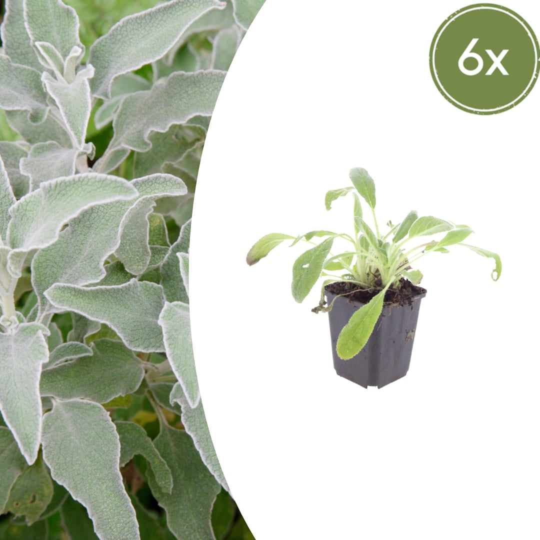 Stachys byzantina – 6 Pflanzen – Ø9cm – Höhe 10-25cm – Winterharte Staude – Silberlaub Bodendecker – Trockenheitsresistent für Beet & Steingarten - Oasis of Life